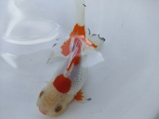 生体加藤産桜錦弐歳魚約7センチ（1匹）らんちゅう/金魚/江戸錦/変わりらんちゅう/きんぎょ/国産金魚【金魚小屋-希-福岡】