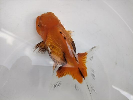 生体加藤産桜錦弐歳魚約7センチ（1匹）らんちゅう/金魚/江戸錦/変わりらんちゅう/きんぎょ/国産金魚【金魚小屋-希-福岡】