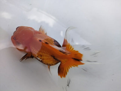 生体加藤産桜錦弐歳魚約7センチ（1匹）らんちゅう/金魚/江戸錦/変わりらんちゅう/きんぎょ/国産金魚【金魚小屋-希-福岡】