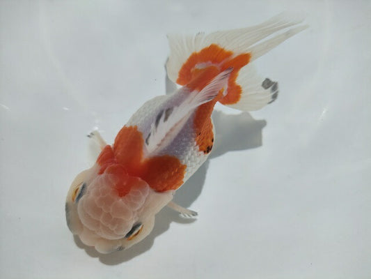 生体加藤産桜錦弐歳魚約7センチ（1匹）らんちゅう/金魚/江戸錦/変わりらんちゅう/きんぎょ/国産金魚【金魚小屋-希-福岡】