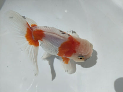 生体加藤産桜錦弐歳魚約7センチ（1匹）らんちゅう/金魚/江戸錦/変わりらんちゅう/きんぎょ/国産金魚【金魚小屋-希-福岡】
