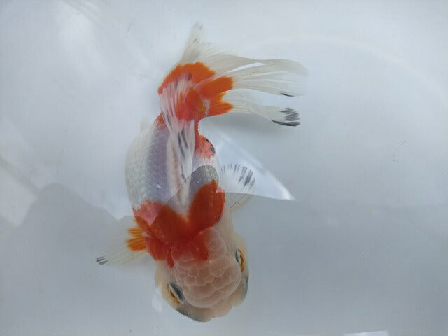 生体加藤産桜錦弐歳魚約7センチ（1匹）らんちゅう/金魚/江戸錦/変わりらんちゅう/きんぎょ/国産金魚【金魚小屋-希-福岡】