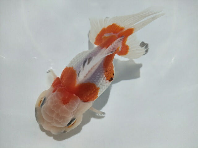 生体加藤産桜錦弐歳魚約7センチ（1匹）らんちゅう/金魚/江戸錦/変わりらんちゅう/きんぎょ/国産金魚【金魚小屋-希-福岡】