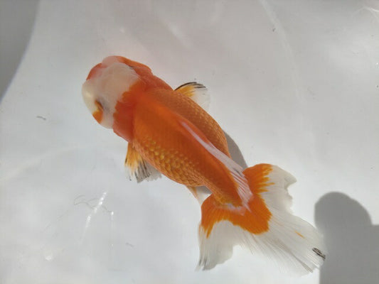 生体加藤産桜錦弐歳魚約7センチ（1匹）らんちゅう/金魚/江戸錦/変わりらんちゅう/きんぎょ/国産金魚【金魚小屋-希-福岡】