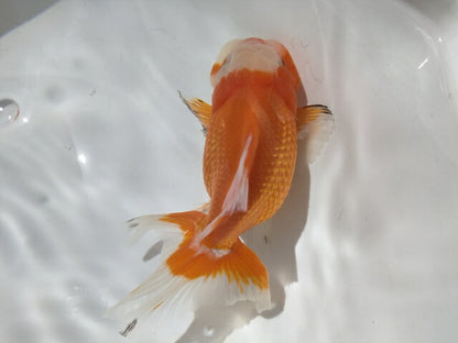 生体加藤産桜錦弐歳魚約7センチ（1匹）らんちゅう/金魚/江戸錦/変わりらんちゅう/きんぎょ/国産金魚【金魚小屋-希-福岡】