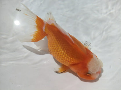 生体加藤産桜錦弐歳魚約7センチ（1匹）らんちゅう/金魚/江戸錦/変わりらんちゅう/きんぎょ/国産金魚【金魚小屋-希-福岡】