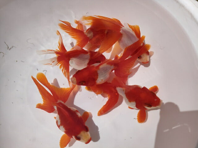 生体加藤産桜錦弐歳魚約7センチ（1匹）らんちゅう/金魚/江戸錦/変わりらんちゅう/きんぎょ/国産金魚【金魚小屋-希-福岡】