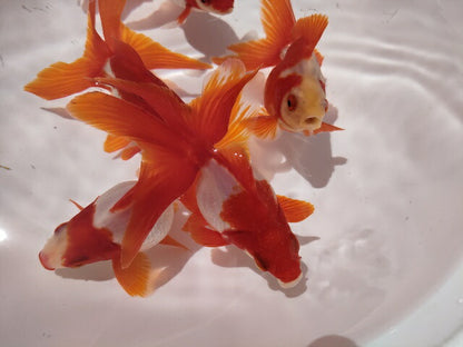 生体加藤産桜錦弐歳魚約7センチ（1匹）らんちゅう/金魚/江戸錦/変わりらんちゅう/きんぎょ/国産金魚【金魚小屋-希-福岡】