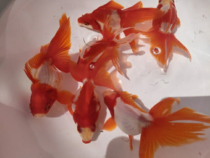 生体加藤産桜錦弐歳魚約7センチ（1匹）らんちゅう/金魚/江戸錦/変わりらんちゅう/きんぎょ/国産金魚【金魚小屋-希-福岡】