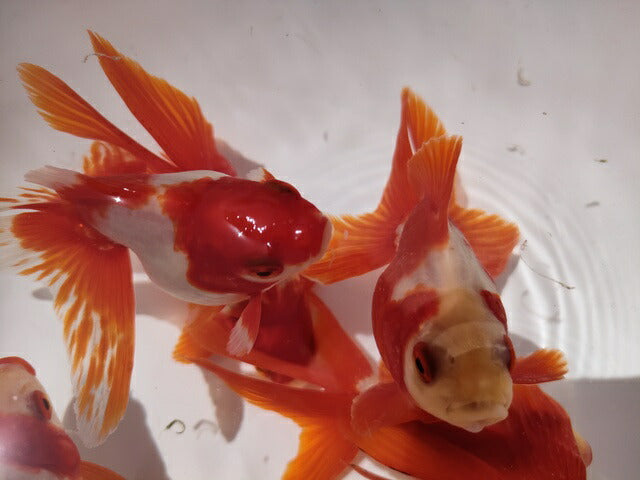 生体加藤産桜錦弐歳魚約7センチ（1匹）らんちゅう/金魚/江戸錦/変わりらんちゅう/きんぎょ/国産金魚【金魚小屋-希-福岡】