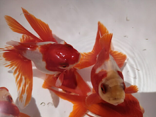生体加藤産桜錦弐歳魚約7センチ（1匹）らんちゅう/金魚/江戸錦/変わりらんちゅう/きんぎょ/国産金魚【金魚小屋-希-福岡】