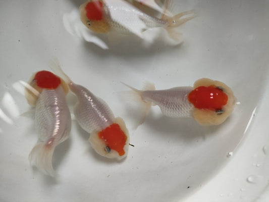 生体加藤産桜錦弐歳魚約7センチ（1匹）らんちゅう/金魚/江戸錦/変わりらんちゅう/きんぎょ/国産金魚【金魚小屋-希-福岡】