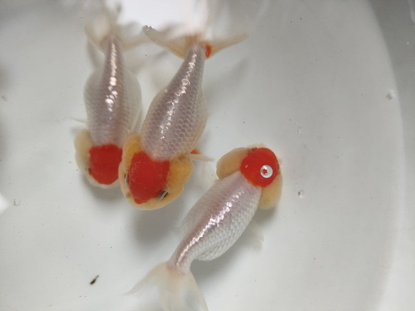 生体加藤産桜錦弐歳魚約7センチ（1匹）らんちゅう/金魚/江戸錦/変わりらんちゅう/きんぎょ/国産金魚【金魚小屋-希-福岡】