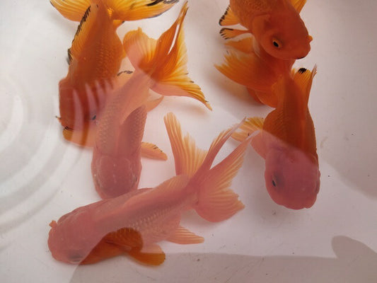 生体加藤産桜錦弐歳魚約7センチ（1匹）らんちゅう/金魚/江戸錦/変わりらんちゅう/きんぎょ/国産金魚【金魚小屋-希-福岡】