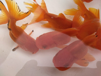 生体加藤産桜錦弐歳魚約7センチ（1匹）らんちゅう/金魚/江戸錦/変わりらんちゅう/きんぎょ/国産金魚【金魚小屋-希-福岡】