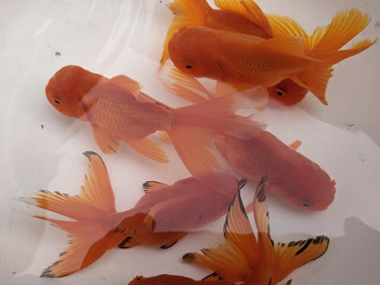 生体加藤産桜錦弐歳魚約7センチ（1匹）らんちゅう/金魚/江戸錦/変わりらんちゅう/きんぎょ/国産金魚【金魚小屋-希-福岡】
