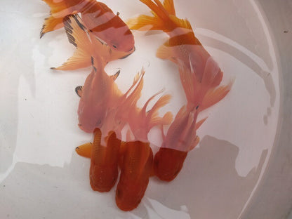 生体加藤産桜錦弐歳魚約7センチ（1匹）らんちゅう/金魚/江戸錦/変わりらんちゅう/きんぎょ/国産金魚【金魚小屋-希-福岡】