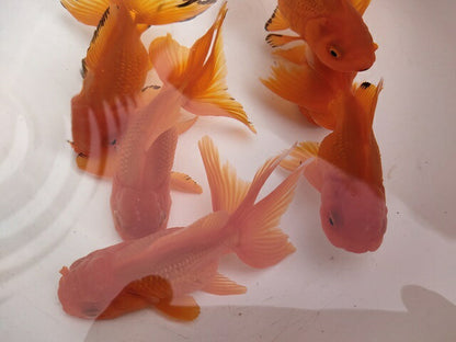 生体加藤産桜錦弐歳魚約7センチ（1匹）らんちゅう/金魚/江戸錦/変わりらんちゅう/きんぎょ/国産金魚【金魚小屋-希-福岡】