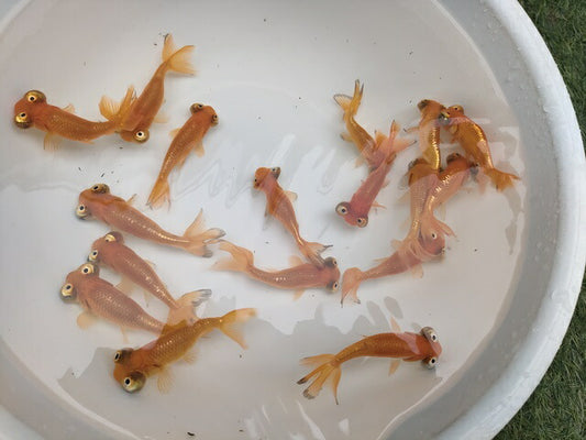 生体加藤産桜錦弐歳魚約7センチ（1匹）らんちゅう/金魚/江戸錦/変わりらんちゅう/きんぎょ/国産金魚【金魚小屋-希-福岡】
