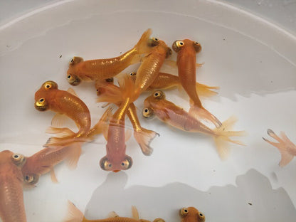 生体加藤産桜錦弐歳魚約7センチ（1匹）らんちゅう/金魚/江戸錦/変わりらんちゅう/きんぎょ/国産金魚【金魚小屋-希-福岡】