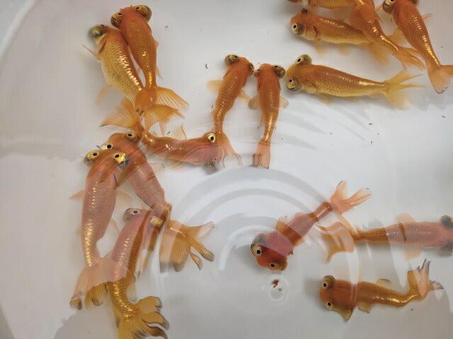生体加藤産桜錦弐歳魚約7センチ（1匹）らんちゅう/金魚/江戸錦/変わりらんちゅう/きんぎょ/国産金魚【金魚小屋-希-福岡】