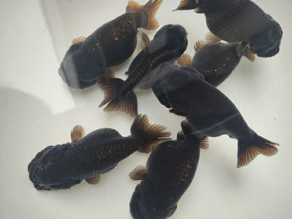 生体加藤産桜錦弐歳魚約7センチ（1匹）らんちゅう/金魚/江戸錦/変わりらんちゅう/きんぎょ/国産金魚【金魚小屋-希-福岡】