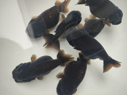 生体加藤産桜錦弐歳魚約7センチ（1匹）らんちゅう/金魚/江戸錦/変わりらんちゅう/きんぎょ/国産金魚【金魚小屋-希-福岡】