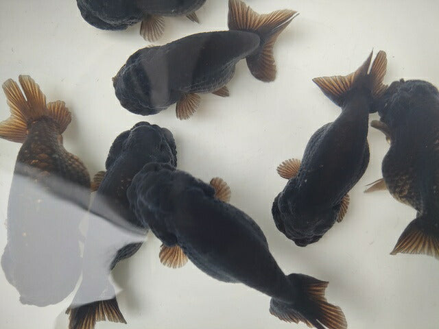 生体加藤産桜錦弐歳魚約7センチ（1匹）らんちゅう/金魚/江戸錦/変わりらんちゅう/きんぎょ/国産金魚【金魚小屋-希-福岡】