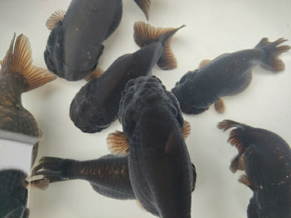 生体加藤産桜錦弐歳魚約7センチ（1匹）らんちゅう/金魚/江戸錦/変わりらんちゅう/きんぎょ/国産金魚【金魚小屋-希-福岡】