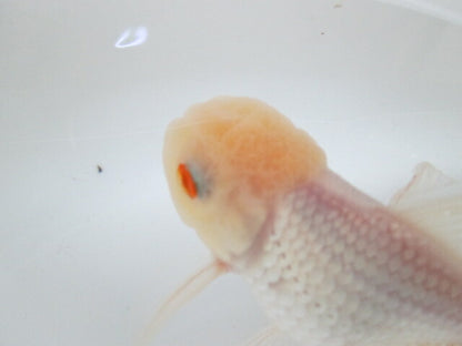 倉庫◆生体（1匹）  東錦 参歳魚  約11センチ　 アズマニシキ/金魚/あずまにしき/高頭/きんぎょ/国産金魚【金魚小屋-希-福岡】