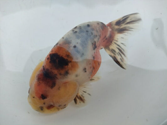 生体加藤産桜錦弐歳魚約7センチ（1匹）らんちゅう/金魚/江戸錦/変わりらんちゅう/きんぎょ/国産金魚【金魚小屋-希-福岡】