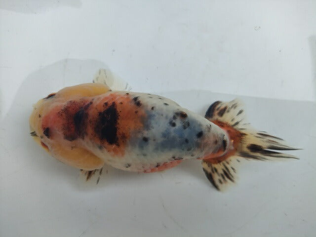 生体加藤産桜錦弐歳魚約7センチ（1匹）らんちゅう/金魚/江戸錦/変わりらんちゅう/きんぎょ/国産金魚【金魚小屋-希-福岡】