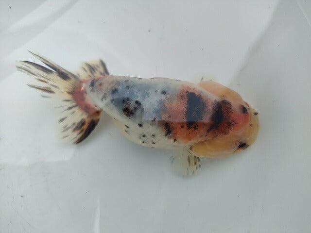 生体加藤産桜錦弐歳魚約7センチ（1匹）らんちゅう/金魚/江戸錦/変わりらんちゅう/きんぎょ/国産金魚【金魚小屋-希-福岡】