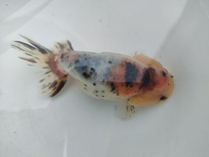 生体加藤産桜錦弐歳魚約7センチ（1匹）らんちゅう/金魚/江戸錦/変わりらんちゅう/きんぎょ/国産金魚【金魚小屋-希-福岡】