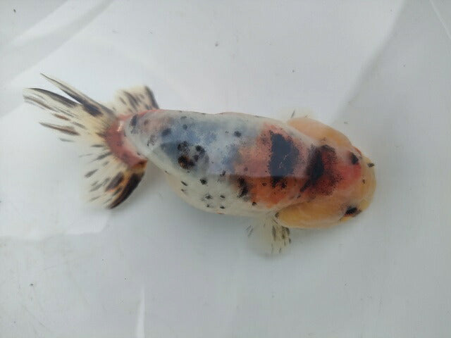 生体加藤産桜錦弐歳魚約7センチ（1匹）らんちゅう/金魚/江戸錦/変わりらんちゅう/きんぎょ/国産金魚【金魚小屋-希-福岡】