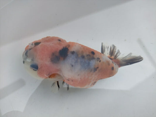 生体加藤産桜錦弐歳魚約7センチ（1匹）らんちゅう/金魚/江戸錦/変わりらんちゅう/きんぎょ/国産金魚【金魚小屋-希-福岡】