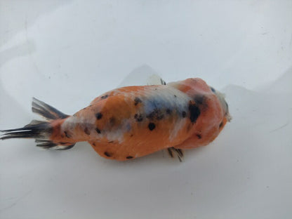 生体加藤産桜錦弐歳魚約7センチ（1匹）らんちゅう/金魚/江戸錦/変わりらんちゅう/きんぎょ/国産金魚【金魚小屋-希-福岡】