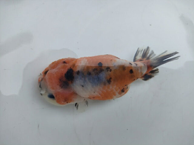 生体加藤産桜錦弐歳魚約7センチ（1匹）らんちゅう/金魚/江戸錦/変わりらんちゅう/きんぎょ/国産金魚【金魚小屋-希-福岡】
