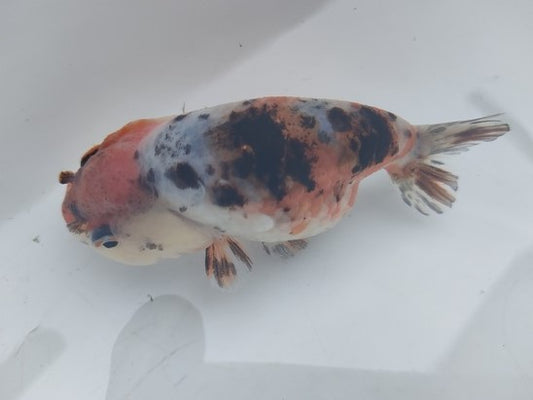 生体加藤産桜錦弐歳魚約7センチ（1匹）らんちゅう/金魚/江戸錦/変わりらんちゅう/きんぎょ/国産金魚【金魚小屋-希-福岡】