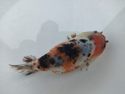 生体加藤産桜錦弐歳魚約7センチ（1匹）らんちゅう/金魚/江戸錦/変わりらんちゅう/きんぎょ/国産金魚【金魚小屋-希-福岡】