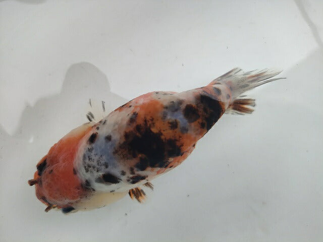 生体加藤産桜錦弐歳魚約7センチ（1匹）らんちゅう/金魚/江戸錦/変わりらんちゅう/きんぎょ/国産金魚【金魚小屋-希-福岡】