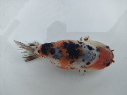 生体加藤産桜錦弐歳魚約7センチ（1匹）らんちゅう/金魚/江戸錦/変わりらんちゅう/きんぎょ/国産金魚【金魚小屋-希-福岡】