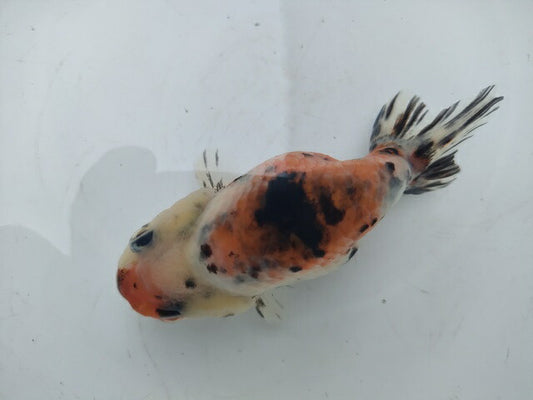 生体加藤産桜錦弐歳魚約7センチ（1匹）らんちゅう/金魚/江戸錦/変わりらんちゅう/きんぎょ/国産金魚【金魚小屋-希-福岡】