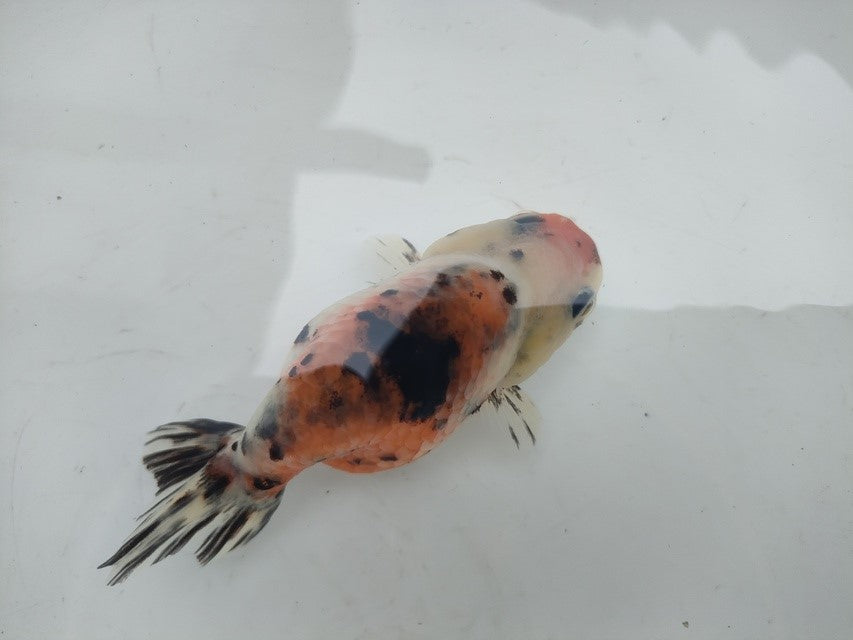 生体加藤産桜錦弐歳魚約7センチ（1匹）らんちゅう/金魚/江戸錦/変わりらんちゅう/きんぎょ/国産金魚【金魚小屋-希-福岡】