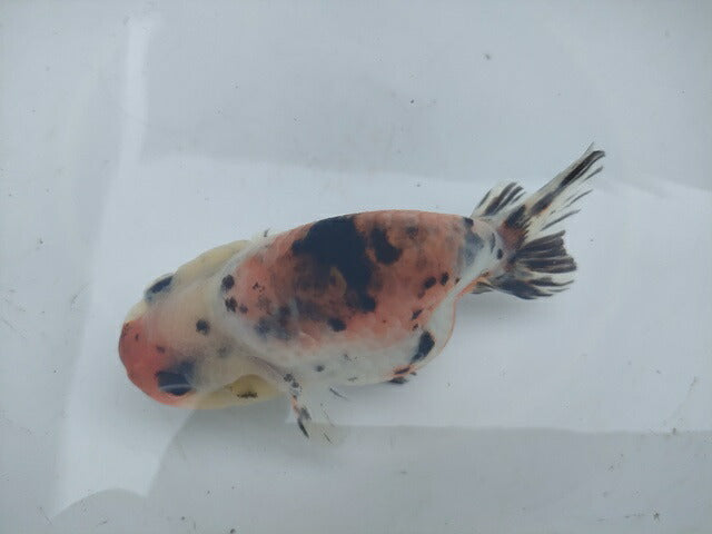 生体加藤産桜錦弐歳魚約7センチ（1匹）らんちゅう/金魚/江戸錦/変わりらんちゅう/きんぎょ/国産金魚【金魚小屋-希-福岡】