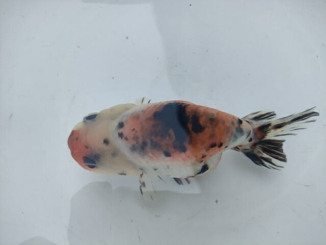 生体加藤産桜錦弐歳魚約7センチ（1匹）らんちゅう/金魚/江戸錦/変わりらんちゅう/きんぎょ/国産金魚【金魚小屋-希-福岡】