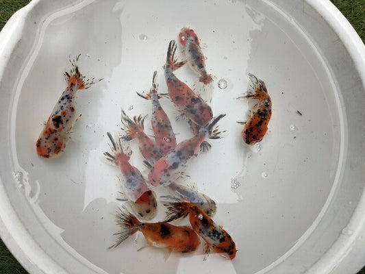 生体加藤産桜錦弐歳魚約7センチ（1匹）らんちゅう/金魚/江戸錦/変わりらんちゅう/きんぎょ/国産金魚【金魚小屋-希-福岡】