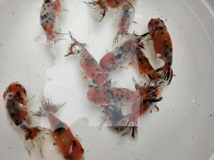 生体加藤産桜錦弐歳魚約7センチ（1匹）らんちゅう/金魚/江戸錦/変わりらんちゅう/きんぎょ/国産金魚【金魚小屋-希-福岡】