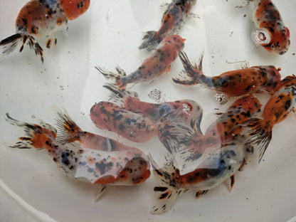 生体加藤産桜錦弐歳魚約7センチ（1匹）らんちゅう/金魚/江戸錦/変わりらんちゅう/きんぎょ/国産金魚【金魚小屋-希-福岡】