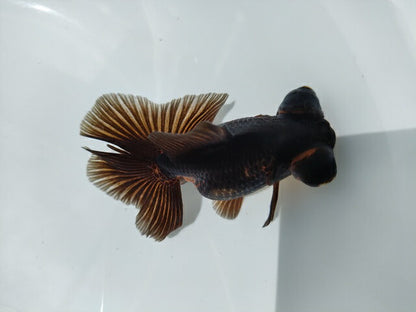 生体加藤産桜錦弐歳魚約7センチ（1匹）らんちゅう/金魚/江戸錦/変わりらんちゅう/きんぎょ/国産金魚【金魚小屋-希-福岡】